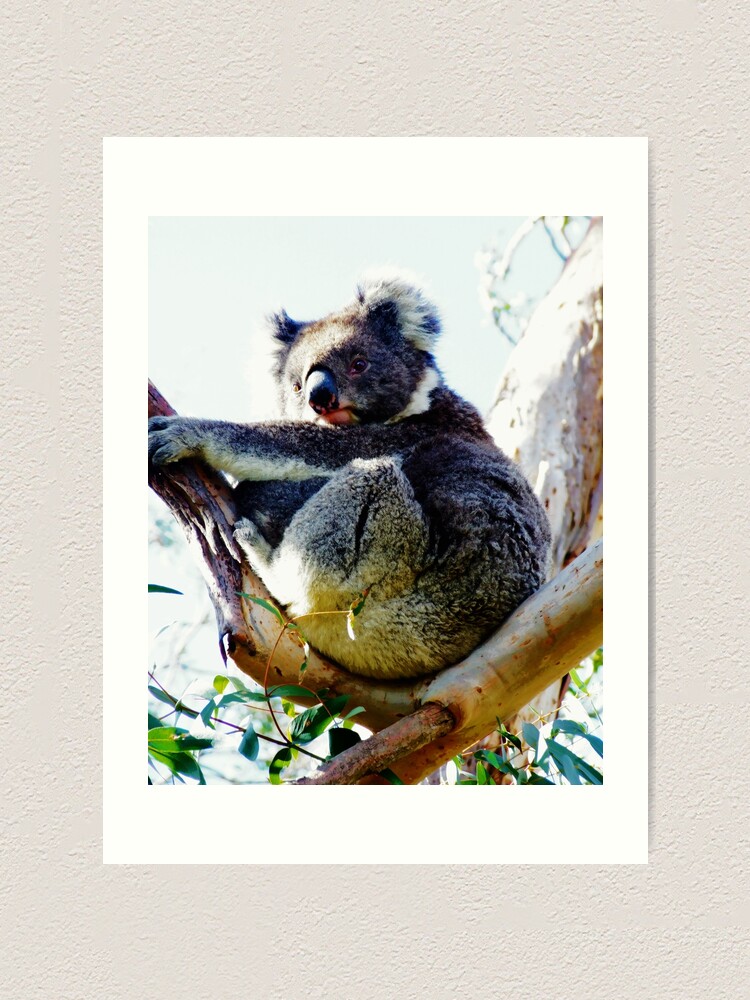 Koala Painting Art Print