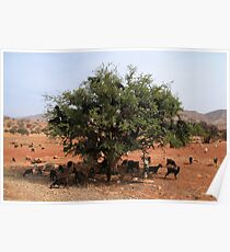 Goats in Trees Poster