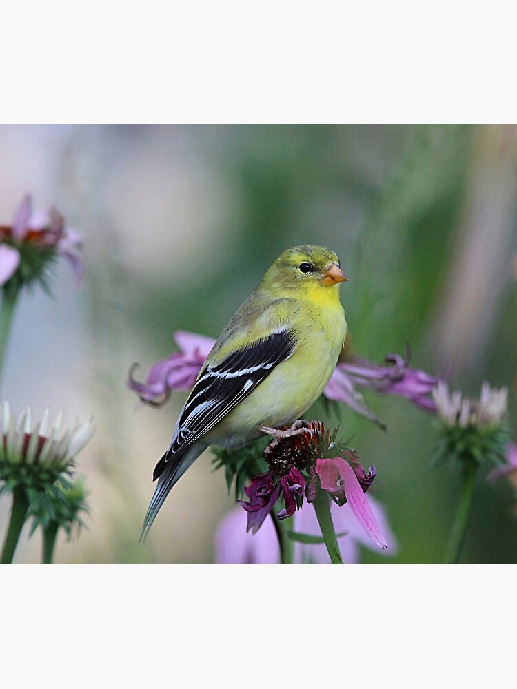 American Goldfinch - female by backyardwonders