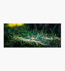 Web Development Photographic Print
