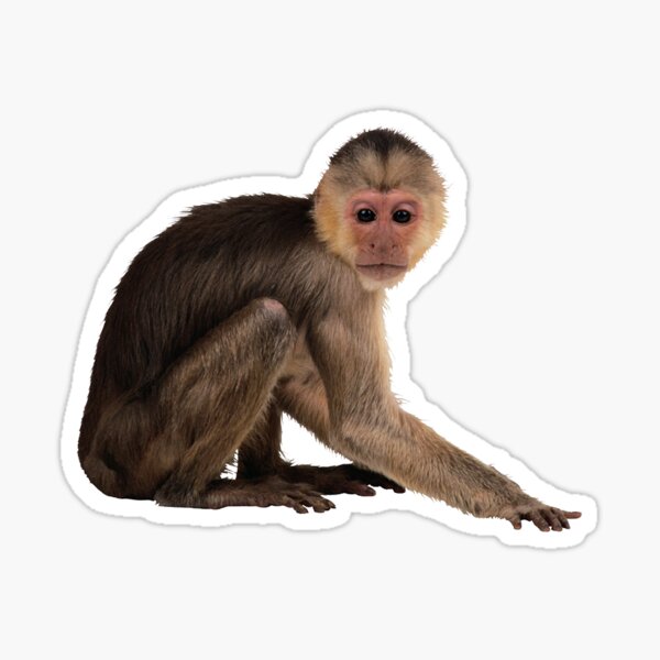 King of Monkeys Team Monke Meme VS God Movie 5885' Sticker