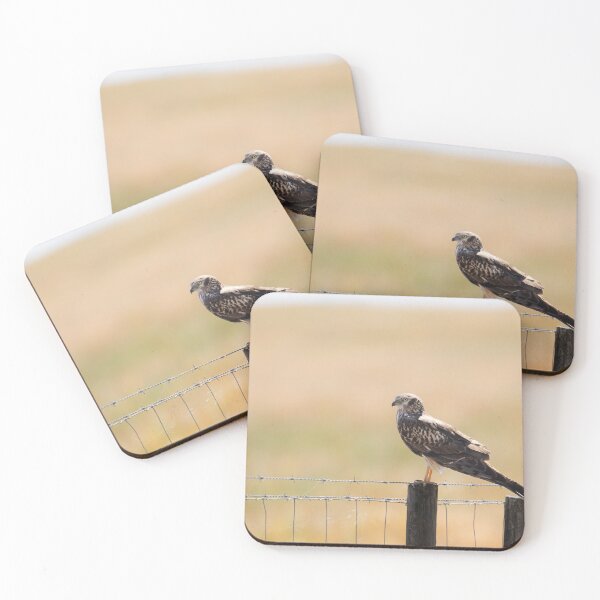 Item preview, Montagu's Harrier, Castro Verde, Portugal designed and sold by AndrewJonesFoto.