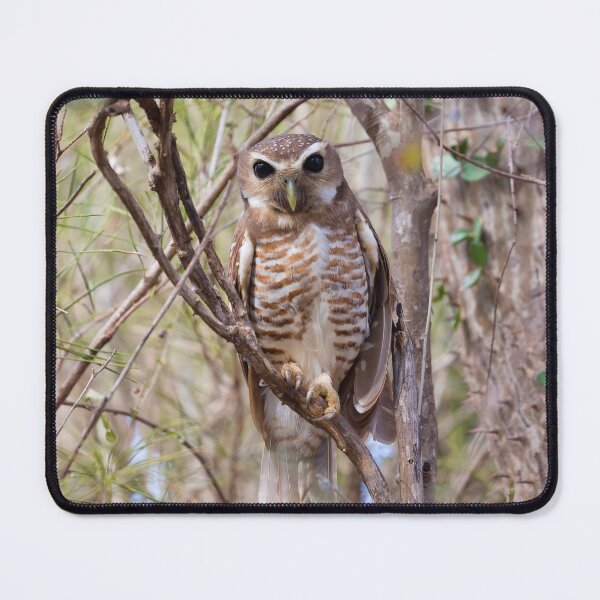 Item preview, White-Browed Owl (Athene Superciliaris) designed and sold by Yair Karelic.