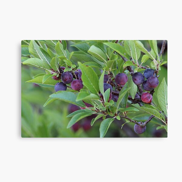 Item preview, Beach plums designed and sold by Linda Crockett.