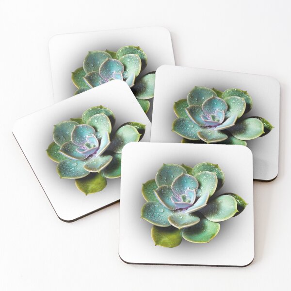 Item preview, Succulent plant close-up Echeveria perle von nurnberg designed and sold by Satakorn.