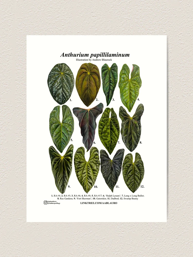 Anthurium papillilaminum I
