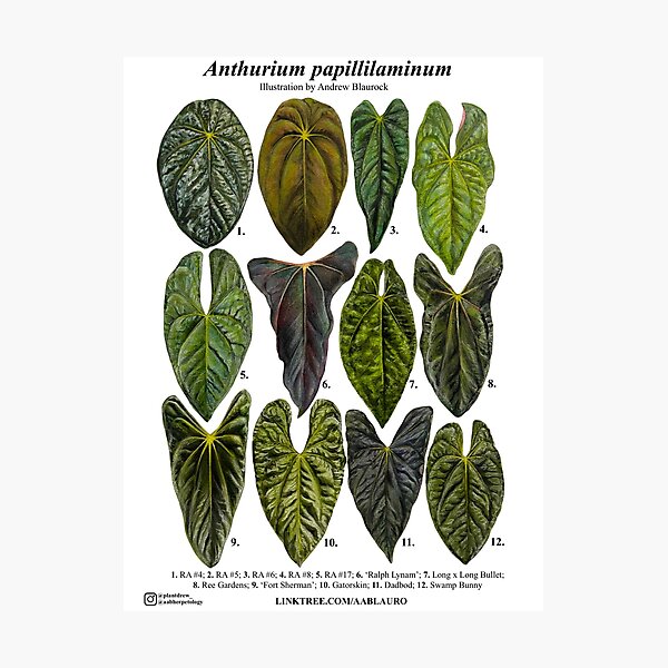 Item preview, Anthurium papillilaminum I designed and sold by AABExotics.