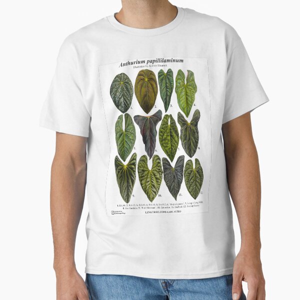 Item preview, Anthurium papillilaminum I designed and sold by AABExotics.