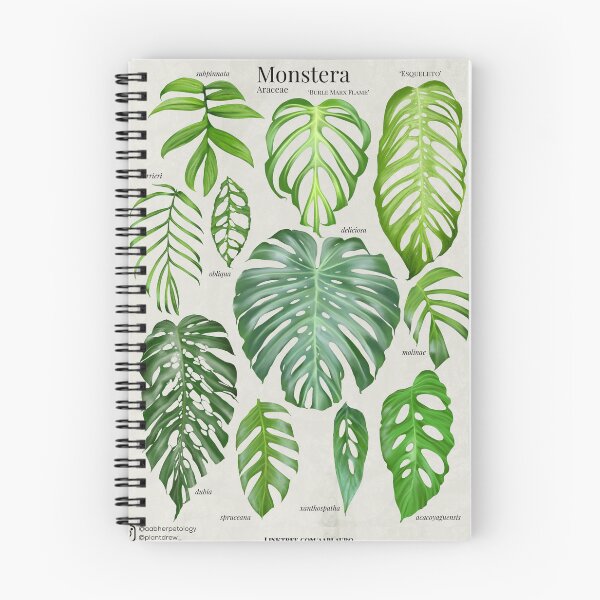 Item preview, Monstera I designed and sold by AABExotics.