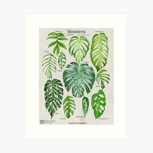 Item preview, Monstera I designed and sold by AABExotics.