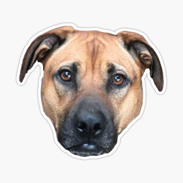 Black mouth cur outlet gifts