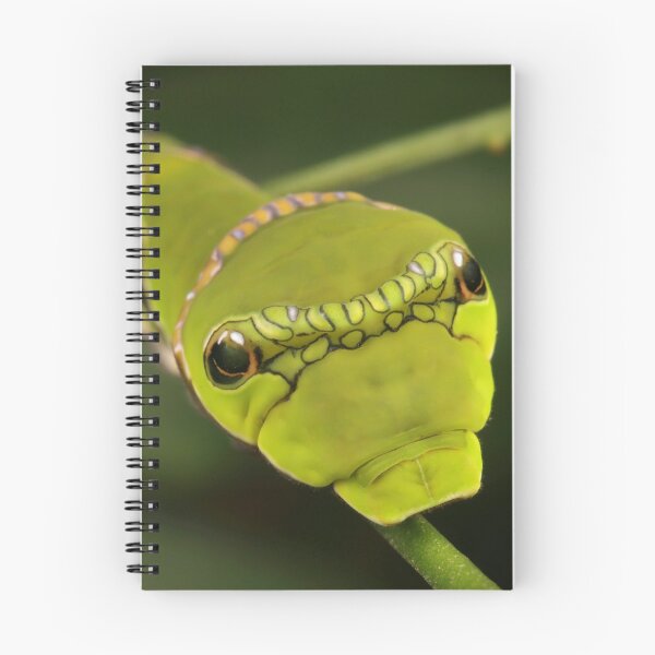 Item preview, Red Helen Swallowtail Butterfly Caterpillar  designed and sold by itchydogimages.