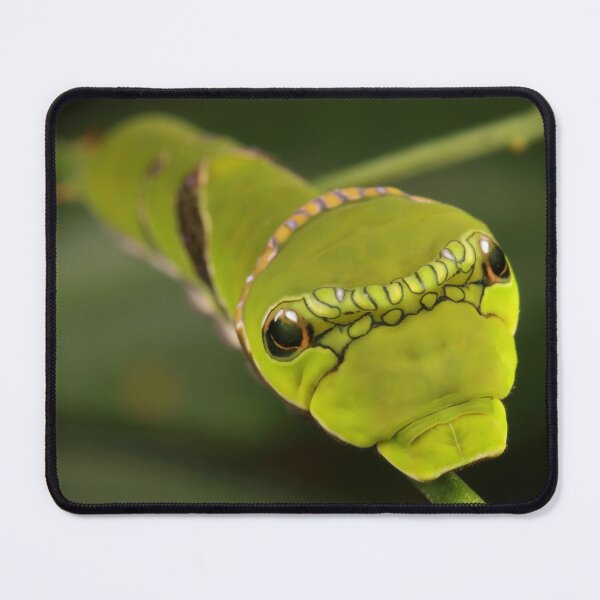 Item preview, Red Helen Swallowtail Butterfly Caterpillar designed and sold by itchydogimages.