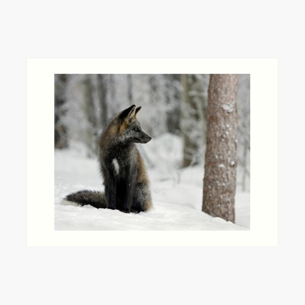 Silver Fox in Snow Art Print