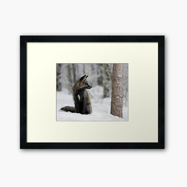 Silver Fox in Snow Framed Art Print