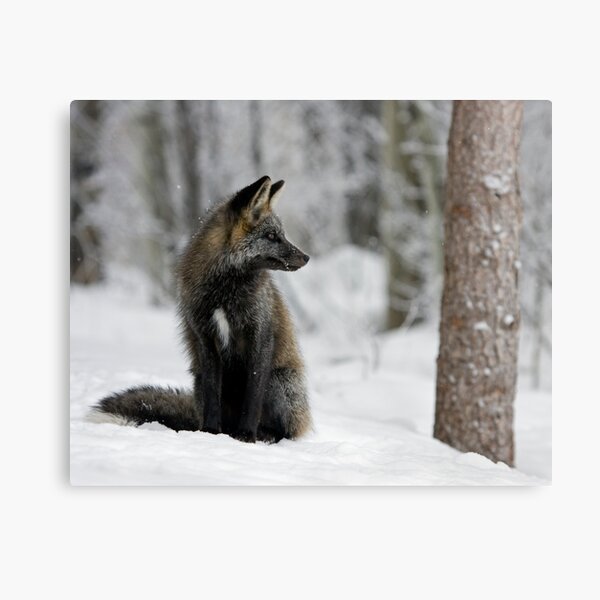 Silver Fox in Snow Canvas Print