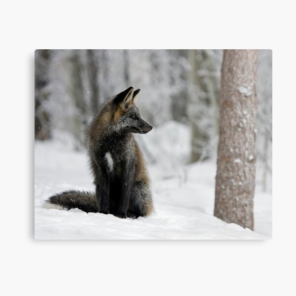 Silver Fox in Snow Metal Print
