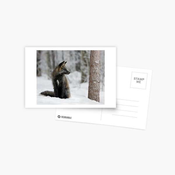 Silver Fox in Snow Postcard