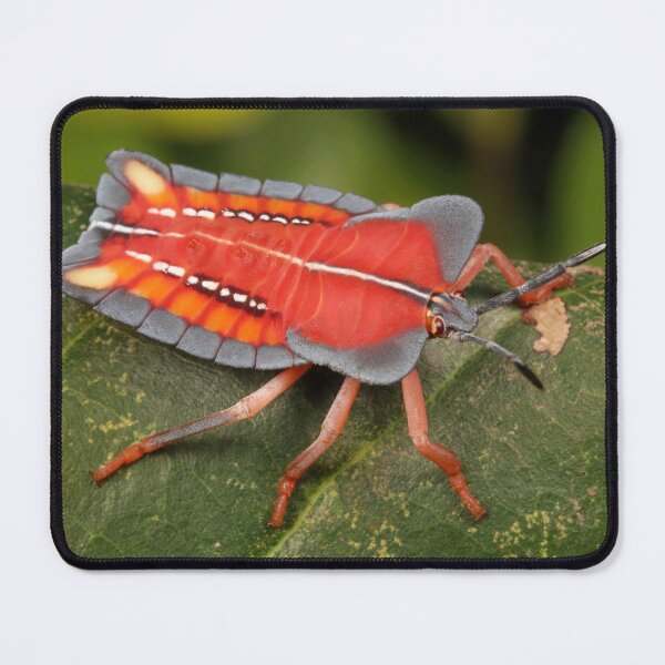 Item preview, Lychee Stink Bug Nymph designed and sold by itchydogimages.