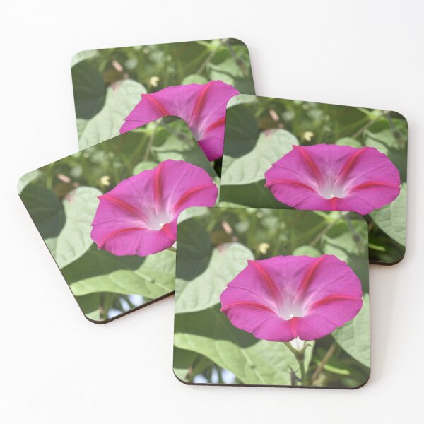 Item preview, Magenta Morning Glory designed and sold by Kathleen Brant.