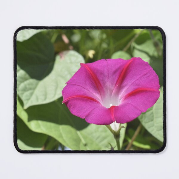 Item preview, Magenta Morning Glory designed and sold by Kathleen Brant.