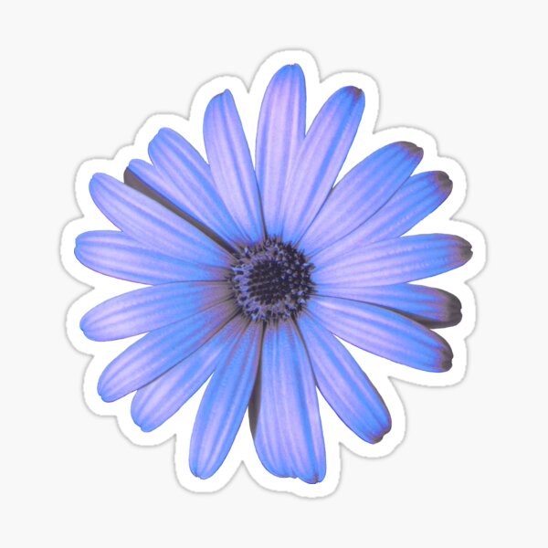 Daisy Blue Sticker