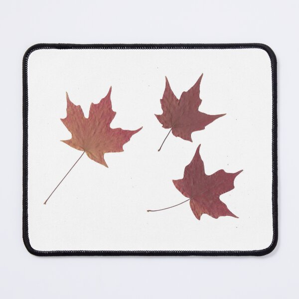 Item preview, Pressed Autumn Maple Leaves designed and sold by peacefulpanini.