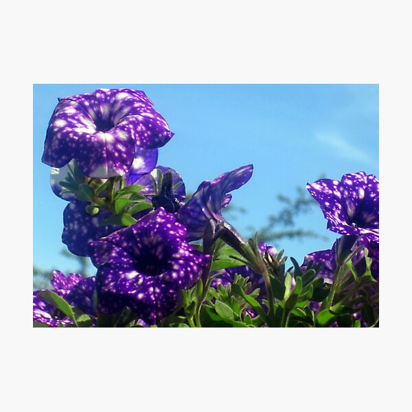 Item preview, Violet Flowers 6 designed and sold by Jaeda DeWalt.