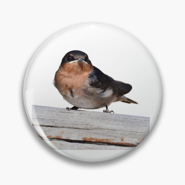 Item preview, Wellcome swallow, Australian bird. ,  designed and sold by Debsgiftware Ward.