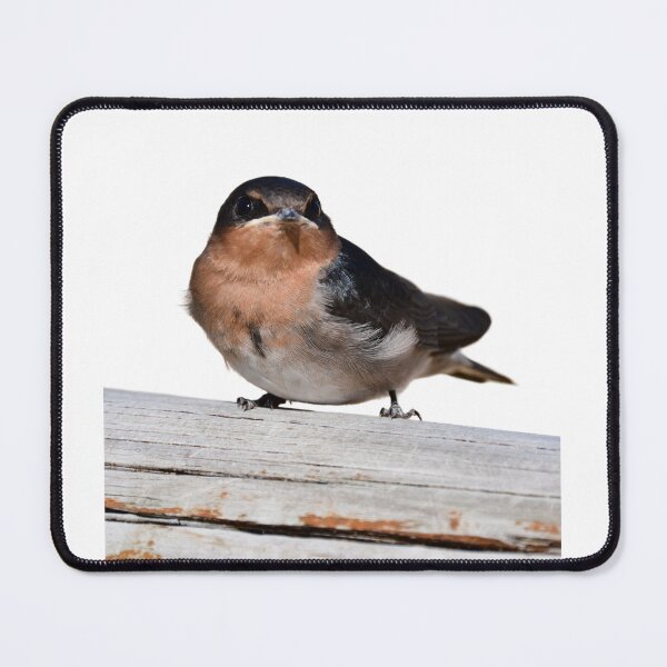 Item preview, Wellcome swallow, Australian bird. ,  designed and sold by Debsgiftware Ward.