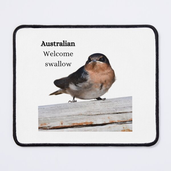 Item preview, Wellcome swallow, number 2 Australian bird. ,  designed and sold by Debsgiftware Ward.