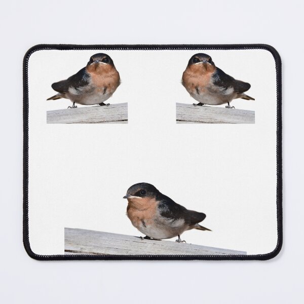 Item preview, Wellcome swallow, number 3,  Australian bird. ,  designed and sold by Debsgiftware Ward.