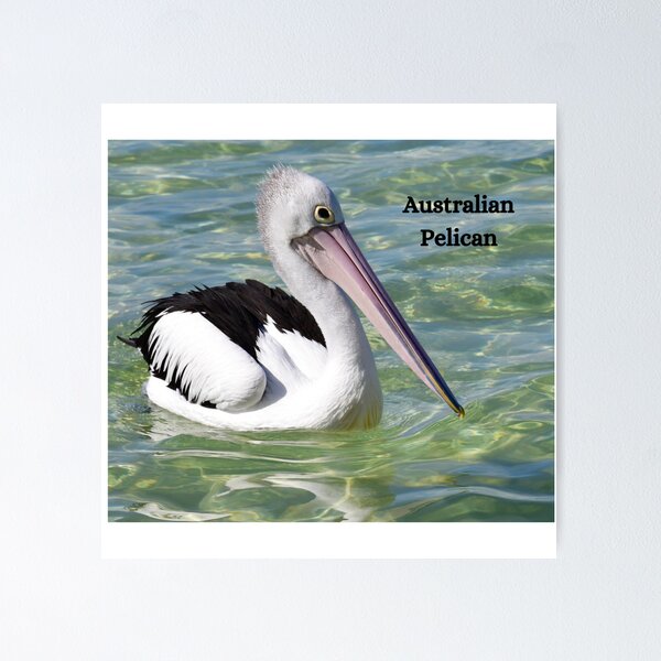 Australia Swimmer Posters for Sale