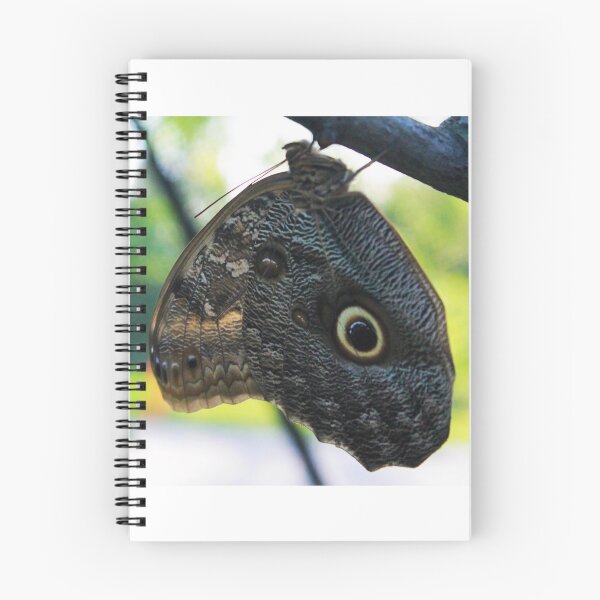 Item preview, Owl Butterfly designed and sold by Lydia Planalp.