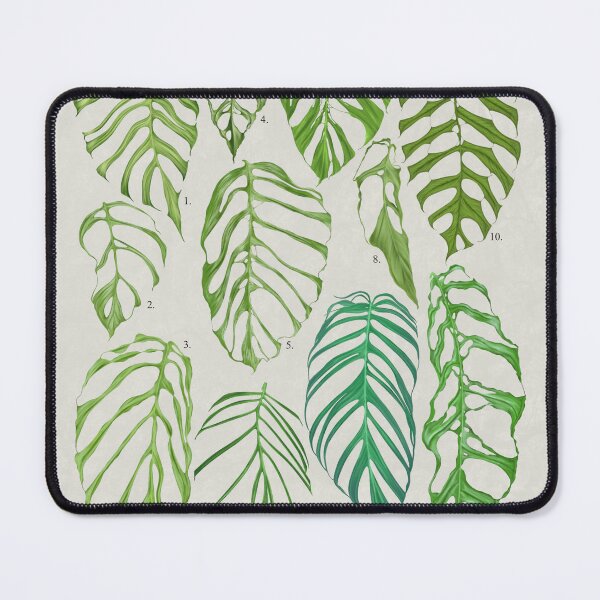 Item preview, Lacey Monstera designed and sold by AABExotics.