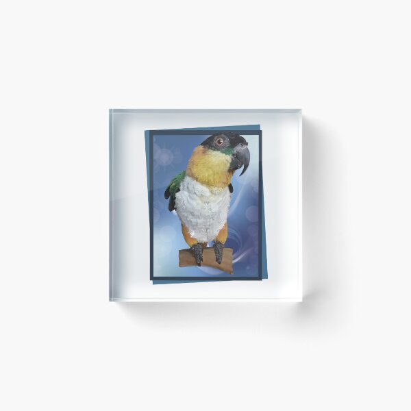 Item preview, The black-headed caique designed and sold by obscurite.