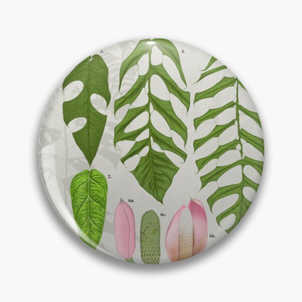 Item preview, Monstera filamentosa designed and sold by AABExotics.