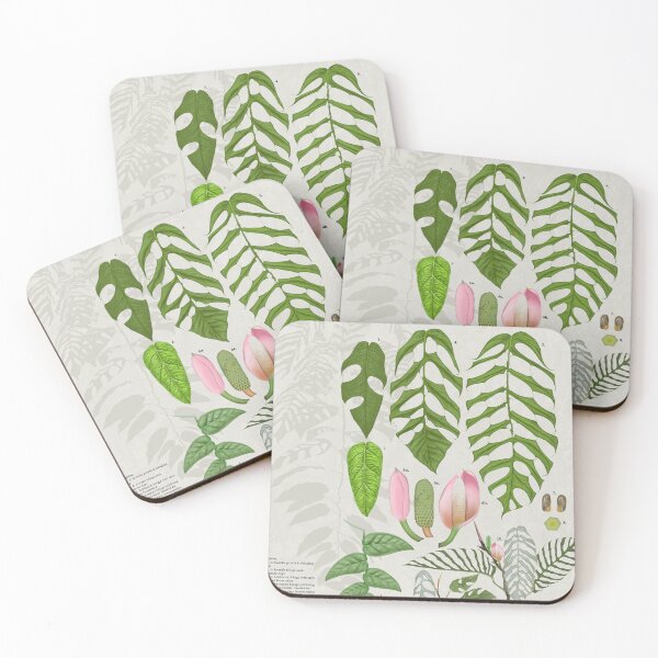 Item preview, Monstera filamentosa designed and sold by AABExotics.