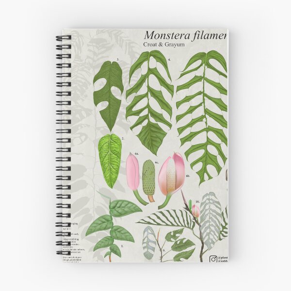 Item preview, Monstera filamentosa designed and sold by AABExotics.