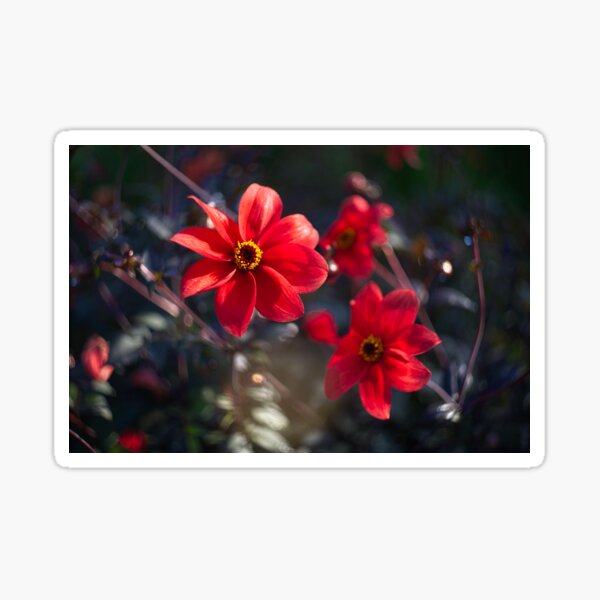Item preview, Dancing Red Dahlias designed and sold by Alisonchambers2.