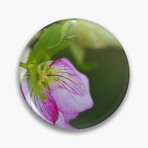 Item preview, Hellebore Tutu Pink Flower designed and sold by Joy Watson - Natural Light Photography .