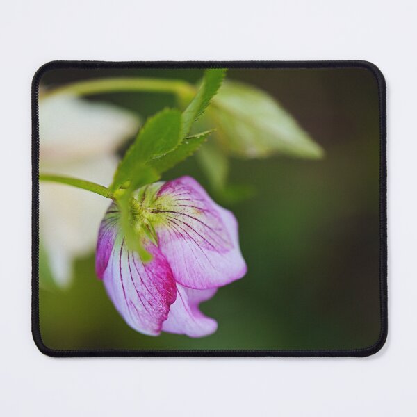 Item preview, Hellebore Tutu Pink Flower designed and sold by Joy Watson - Natural Light Photography .