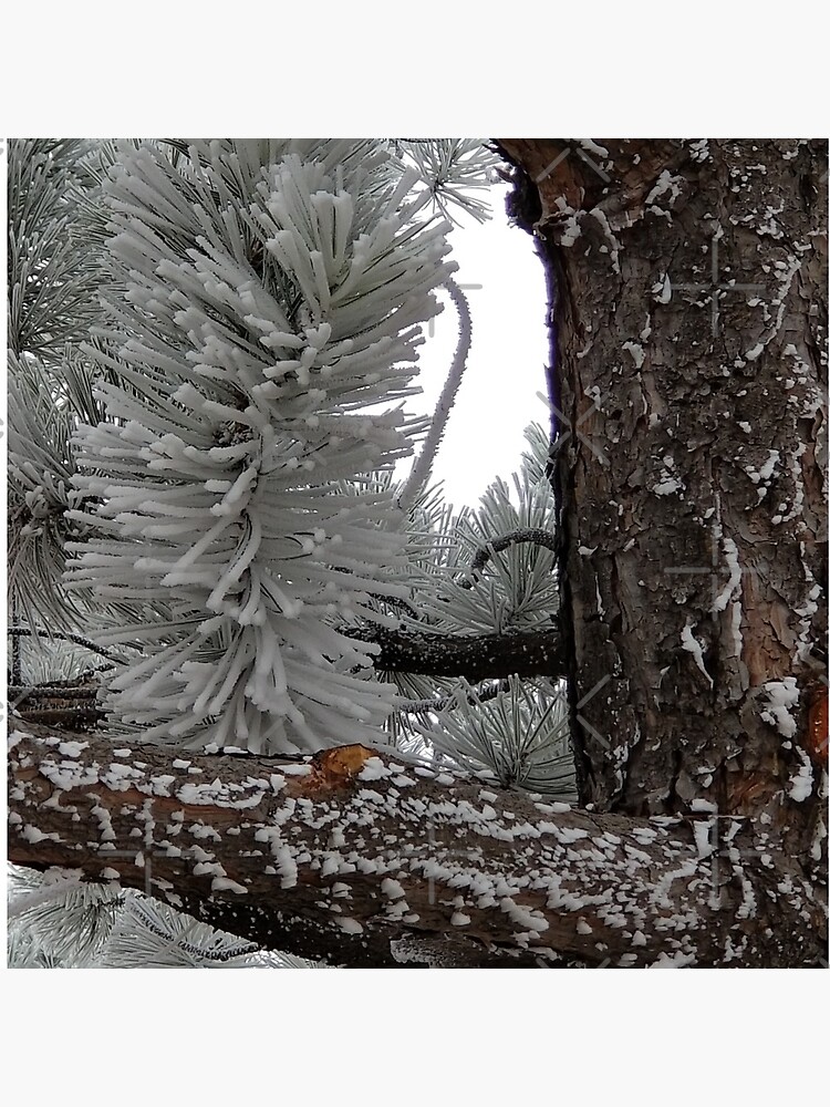 Winter Frost by snohock