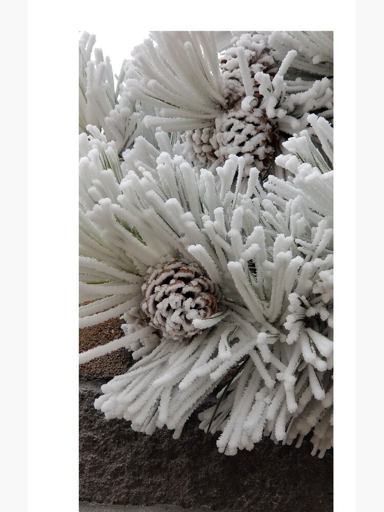 Frosted Pine Cones Winter Wonderland by snohock