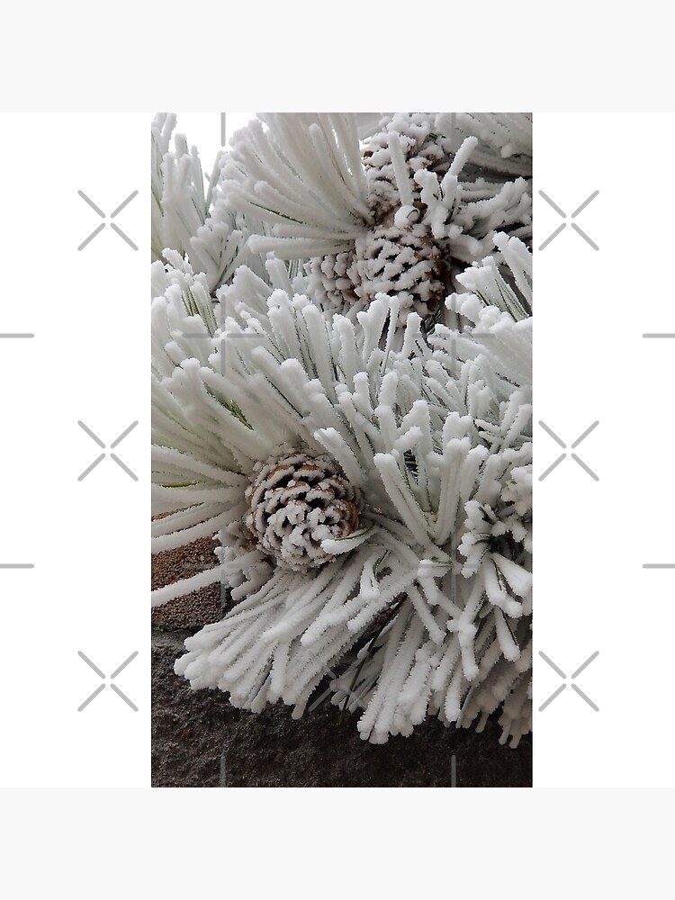 Frosted Pine Cones Winter Wonderland by snohock