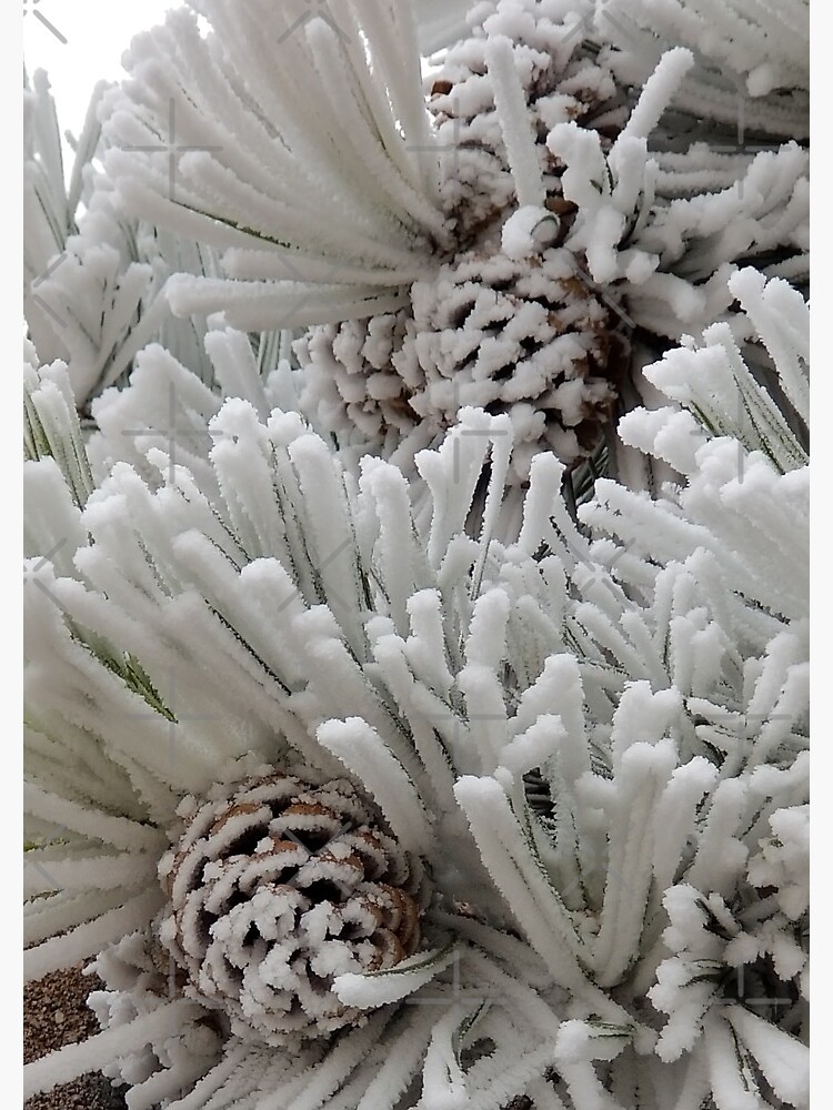 Frosted Pine Cones Winter Wonderland by snohock