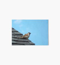 House Sparrow Art Board