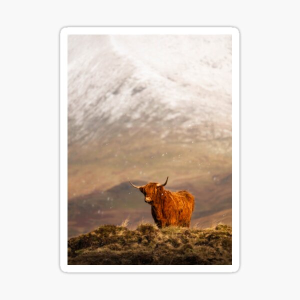 Item preview, A Ginger Highland Cow in Winter Wonderland designed and sold by TMcG72.