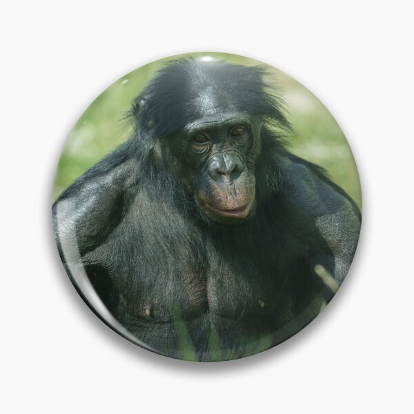 Artikelvorschau, Muskulöser Bonobo im Gras entworfen und verkauft von rawshutterbug.