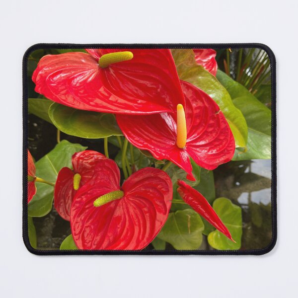 Item preview, Lush anthurium plant designed and sold by Ponted.